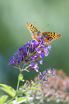 BUITEN BEELD Foto: 452065