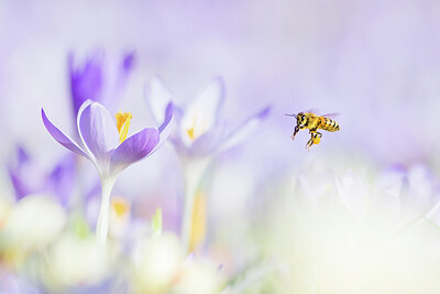 BUITEN BEELD Foto: 452066