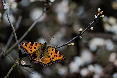 BUITEN BEELD Foto: 452068