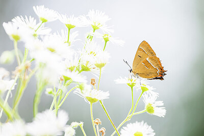 BUITEN BEELD Foto: 452069