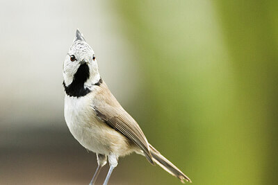 BUITEN BEELD Foto: 452070