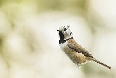 BUITEN BEELD Foto: 452072