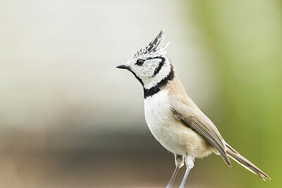 BUITEN BEELD Foto: 452074