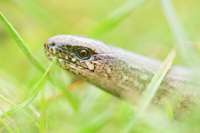 BUITEN BEELD Foto: 452076