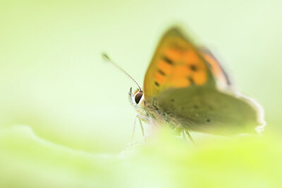 BUITEN BEELD Foto: 452080