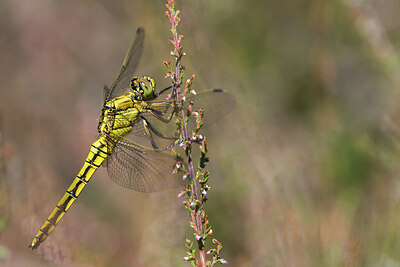 BUITEN BEELD Foto: 452082