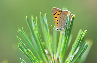 BUITEN BEELD Foto: 452083