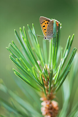 BUITEN BEELD Foto: 452084
