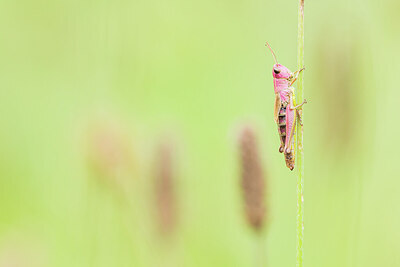 BUITEN BEELD Foto: 452085