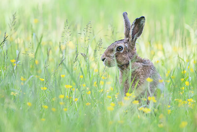 BUITEN BEELD Foto: 452092