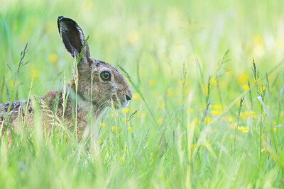 BUITEN BEELD Foto: 452093