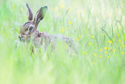 BUITEN BEELD Foto: 452094
