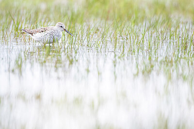 BUITEN BEELD Foto: 452097