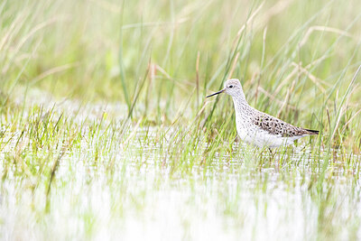 BUITEN BEELD Foto: 452098
