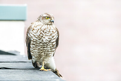 BUITEN BEELD Foto: 452099
