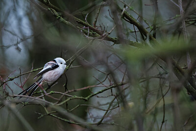 BUITEN BEELD Foto: 452101