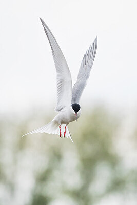 BUITEN BEELD Foto: 452105
