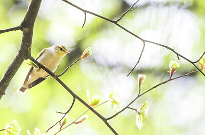 BUITEN BEELD Foto: 452106