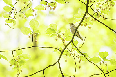 BUITEN BEELD Foto: 452108