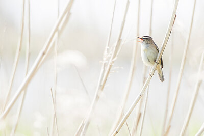 BUITEN BEELD Foto: 452112