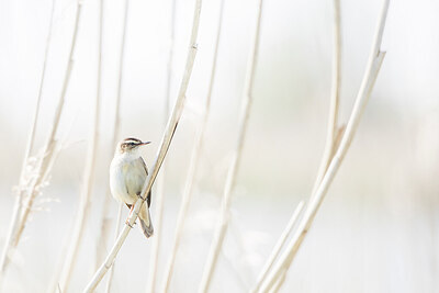 BUITEN BEELD Foto: 452113
