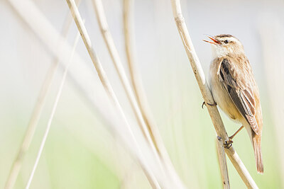 BUITEN BEELD Foto: 452114