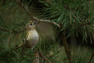 BUITEN BEELD Foto: 452115