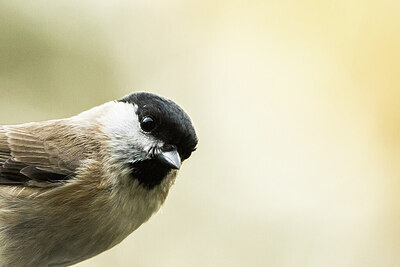 BUITEN BEELD Foto: 452116
