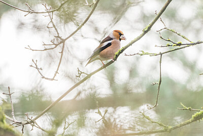 BUITEN BEELD Foto: 452117