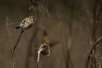 BUITEN BEELD Foto: 452123