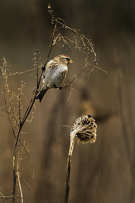 BUITEN BEELD Foto: 452124