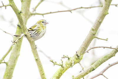 BUITEN BEELD Foto: 452125