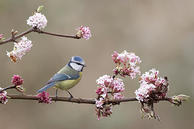 BUITEN BEELD Foto: 452127