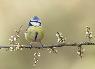 BUITEN BEELD Foto: 452129