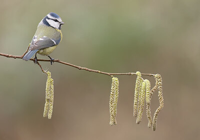 BUITEN BEELD Foto: 452132