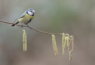 BUITEN BEELD Foto: 452133