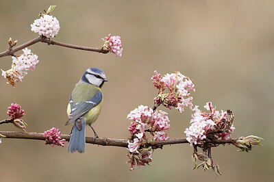 BUITEN BEELD Foto: 452134