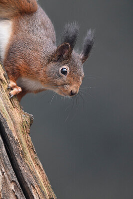 BUITEN BEELD Foto: 452137