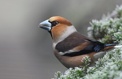 BUITEN BEELD Foto: 452139