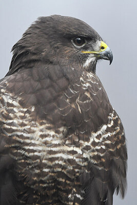 BUITEN BEELD Foto: 452140