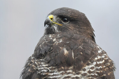BUITEN BEELD Foto: 452141