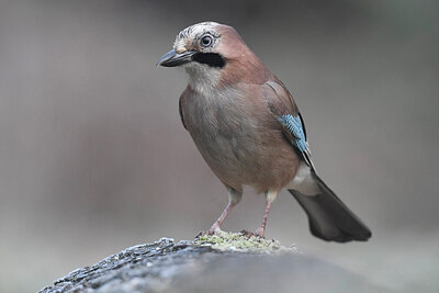 BUITEN BEELD Foto: 452142