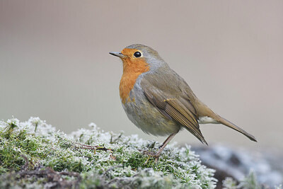 BUITEN BEELD Foto: 452145
