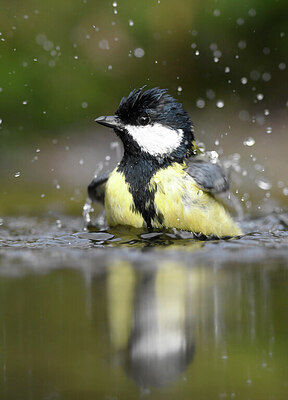 BUITEN BEELD Foto: 452146