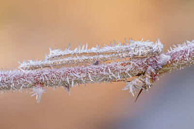 BUITEN BEELD Foto: 452148