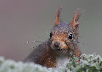 BUITEN BEELD Foto: 452149