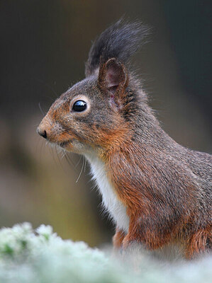 BUITEN BEELD Foto: 452151