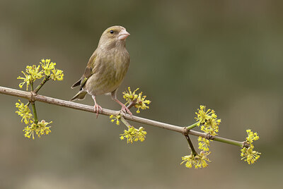 BUITEN BEELD Foto: 452153
