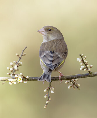BUITEN BEELD Foto: 452154