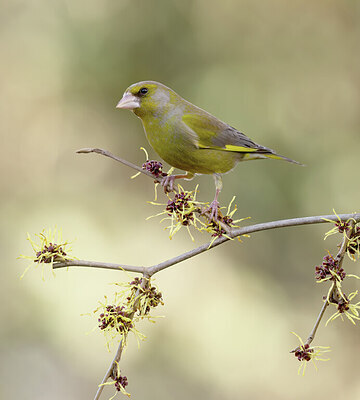 BUITEN BEELD Foto: 452157